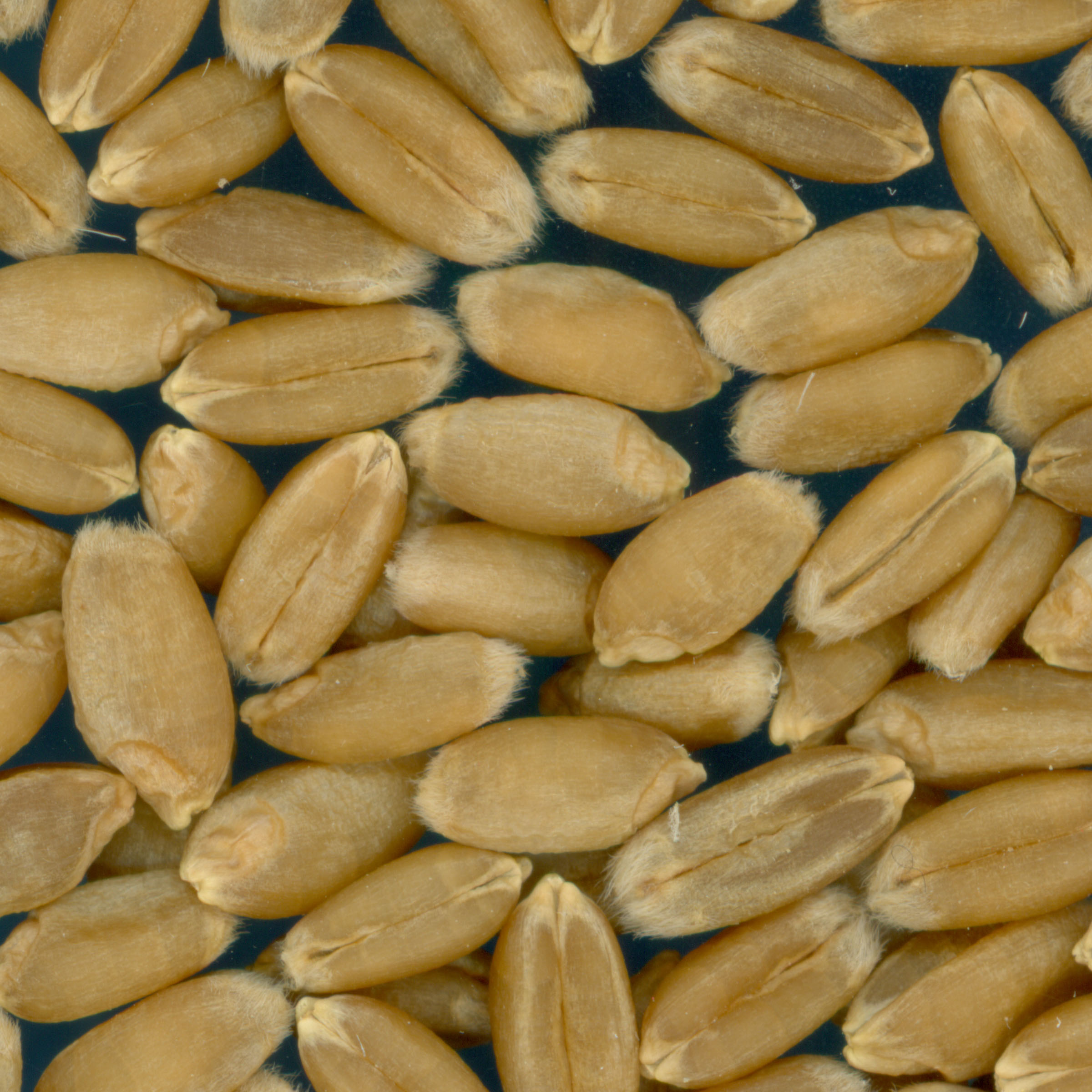 KERNELS